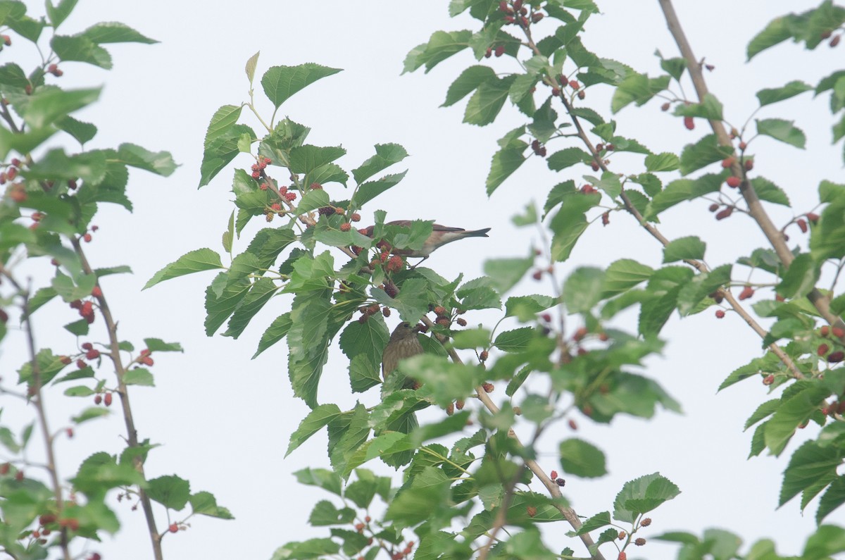 Common Rosefinch - ML616976898