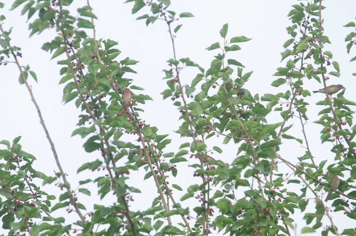 Common Rosefinch - ML616976899