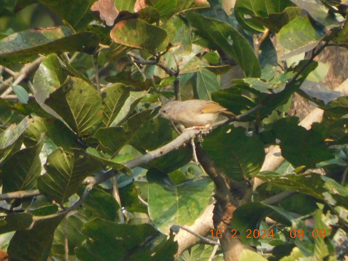 Brown-cheeked Fulvetta - ML616976916