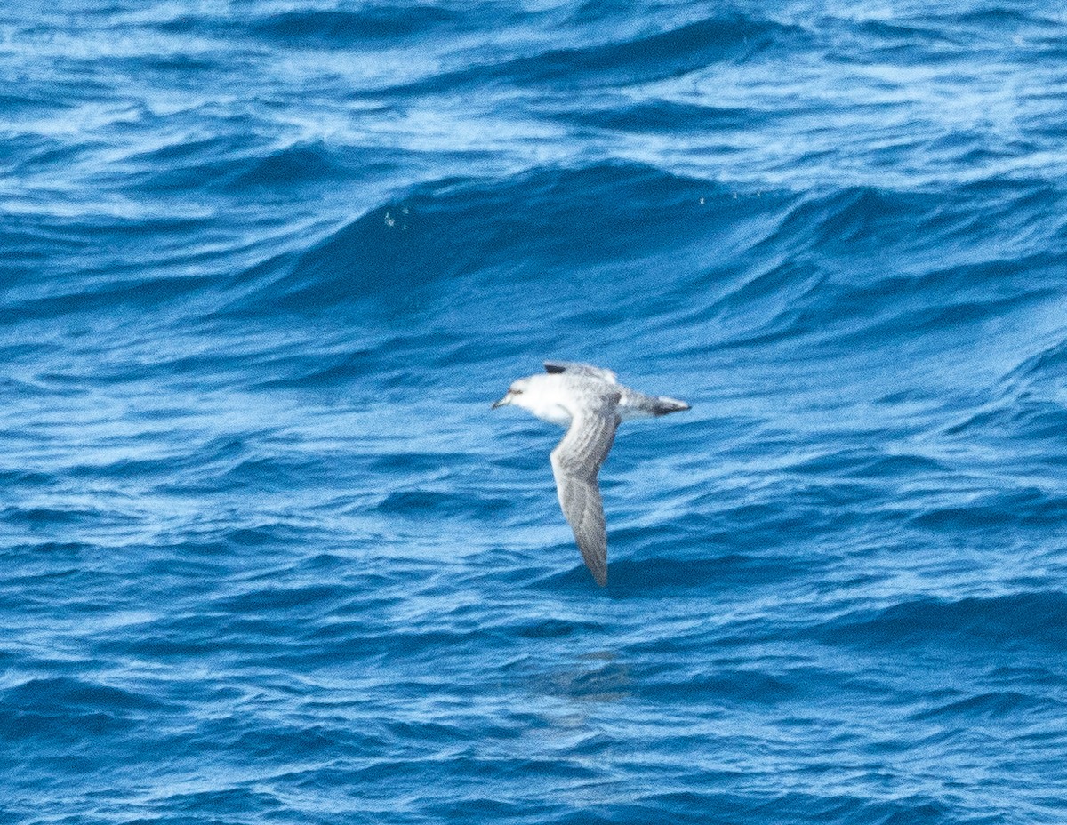 Gray Petrel - ML616976932