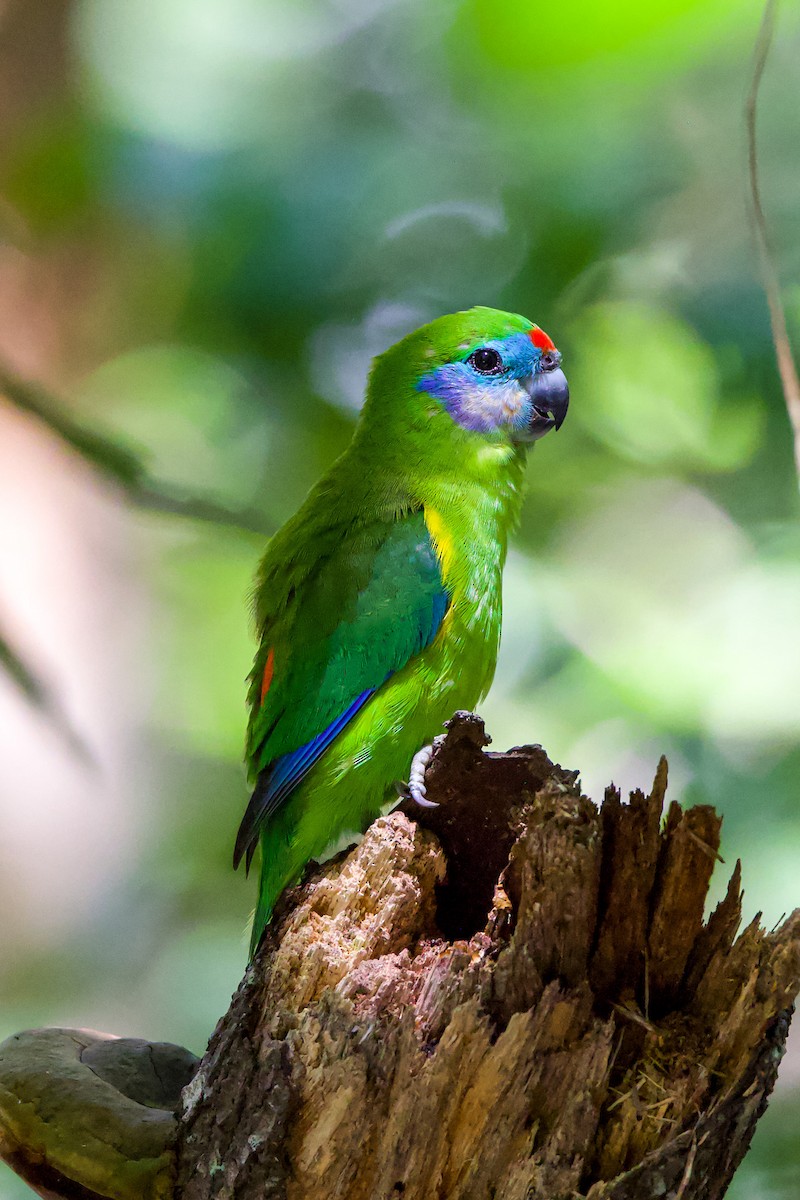 Double-eyed Fig-Parrot - John Hurrell