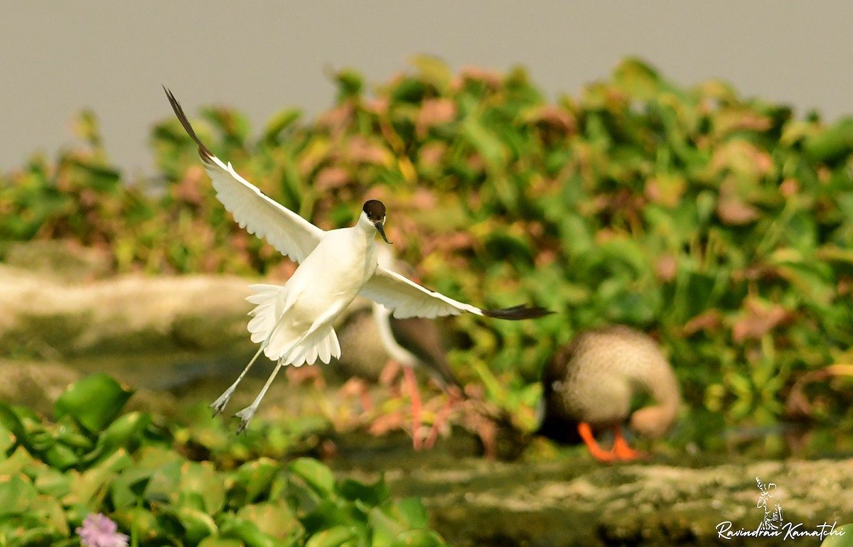 Pied Avocet - ML616976980