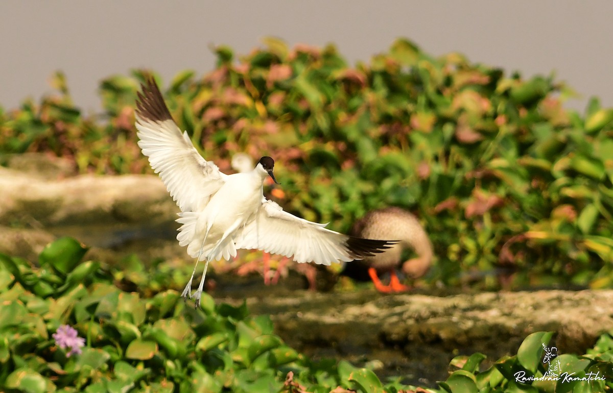Pied Avocet - ML616976981