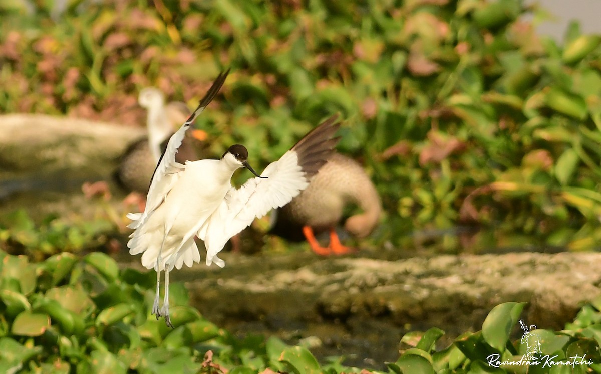 Pied Avocet - ML616976982