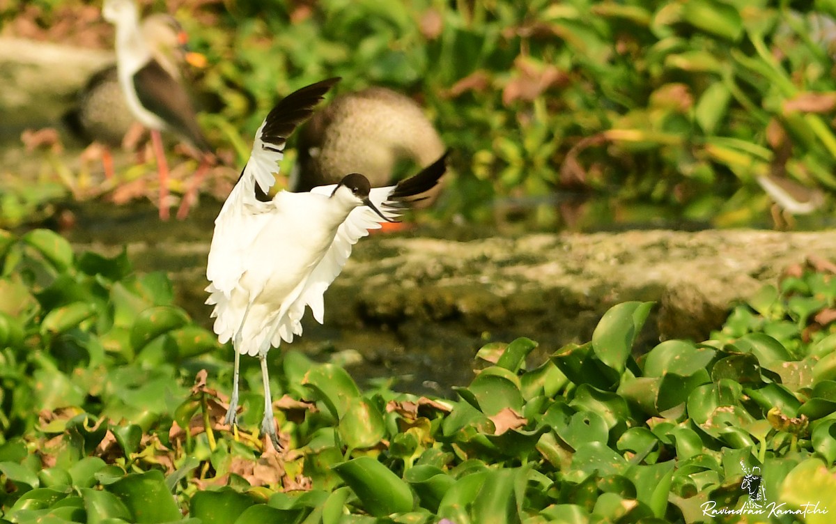 Pied Avocet - ML616976983