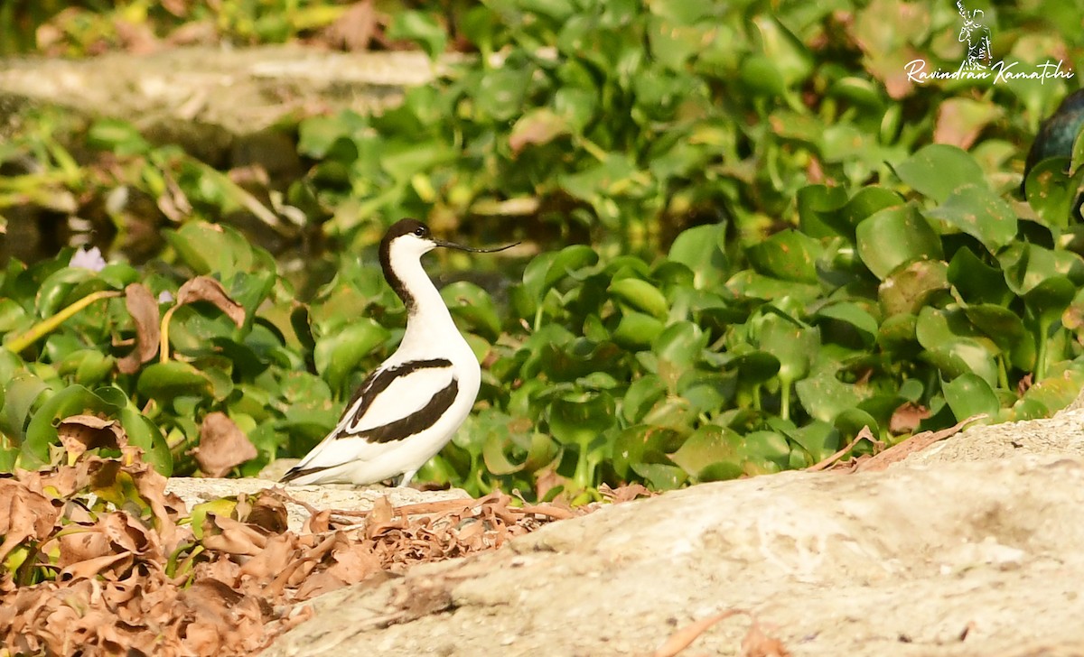 Avocetta - ML616976984