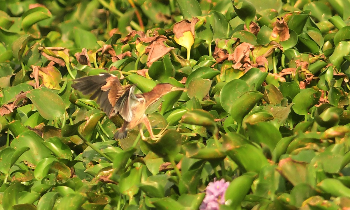 Yellow Bittern - Ravindran Kamatchi