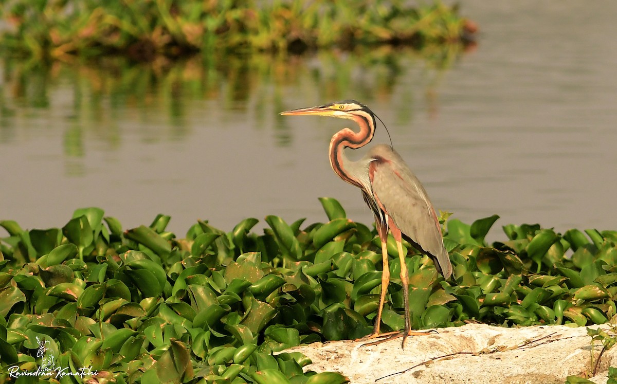 Purple Heron - ML616976996