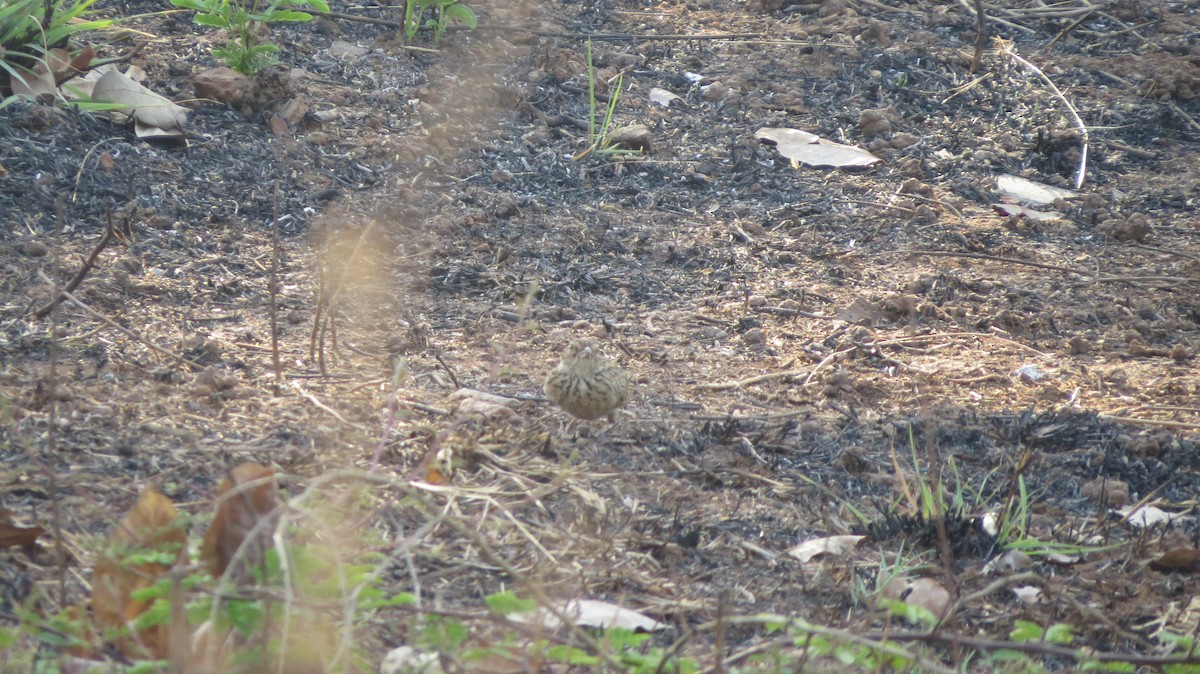 Jerdon's Bushlark - ML616977006