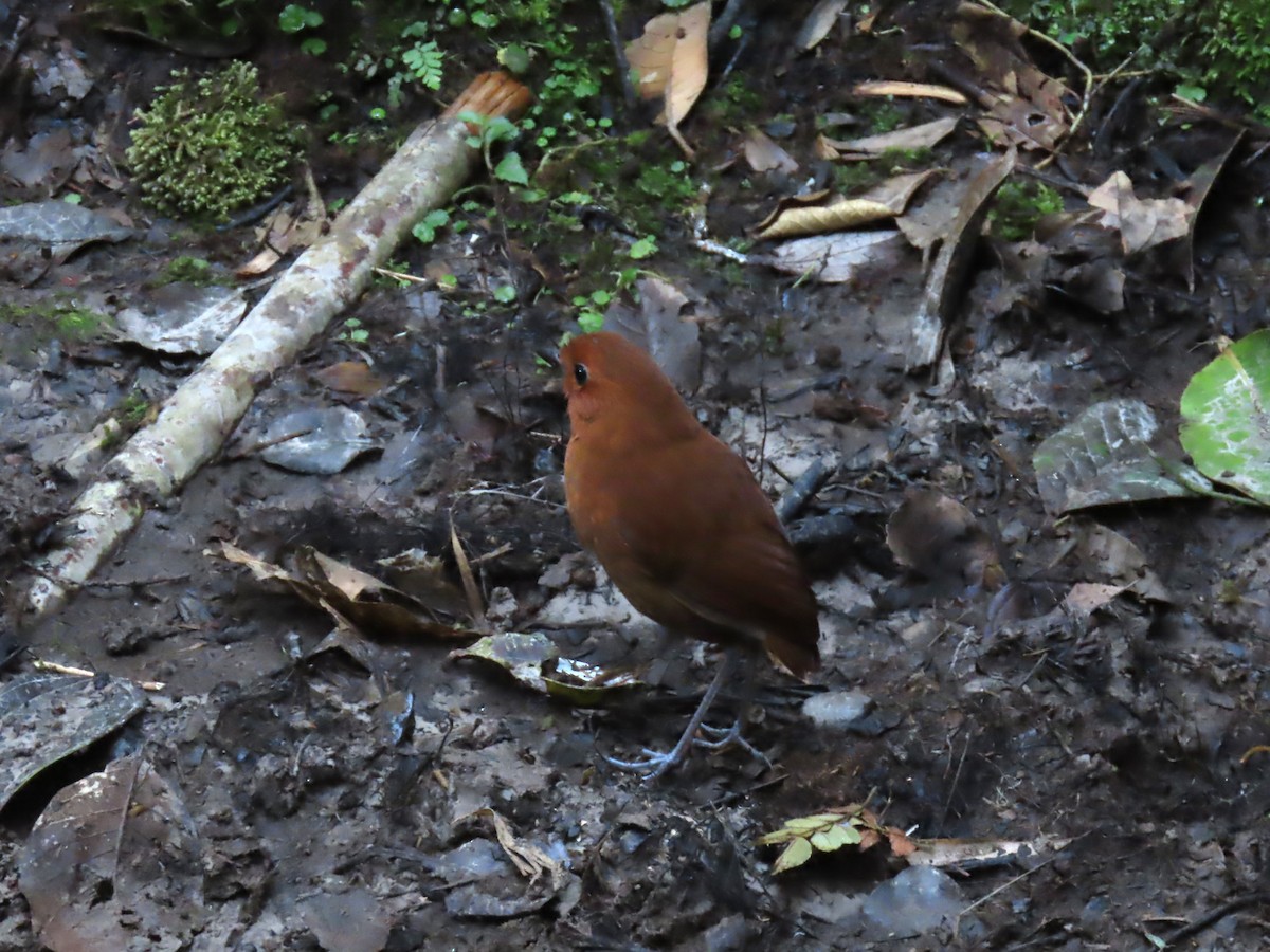 Chestnut Antpitta - Katherine Holland