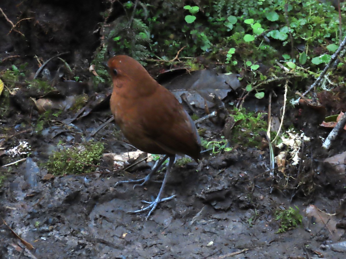 Chestnut Antpitta - Katherine Holland