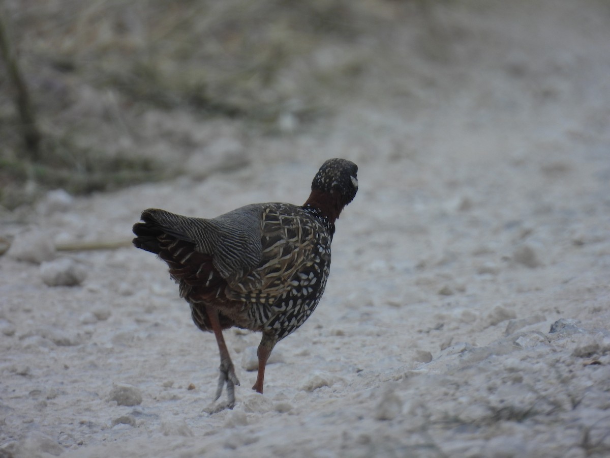 Black Francolin - ML616977054