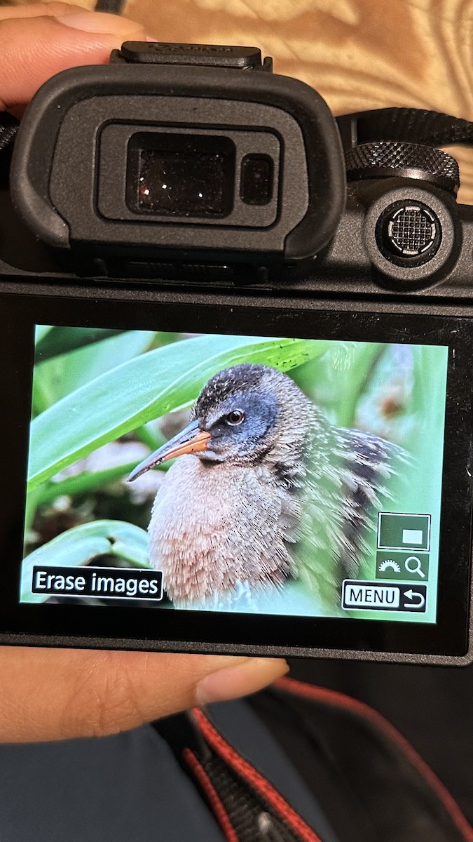 Virginia Rail - ML616977064