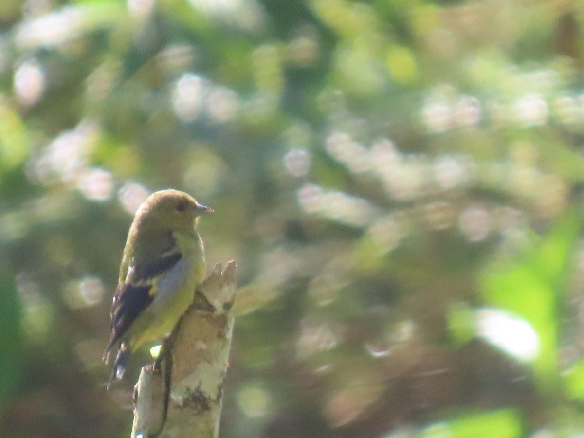 Hooded Siskin - ML616977073