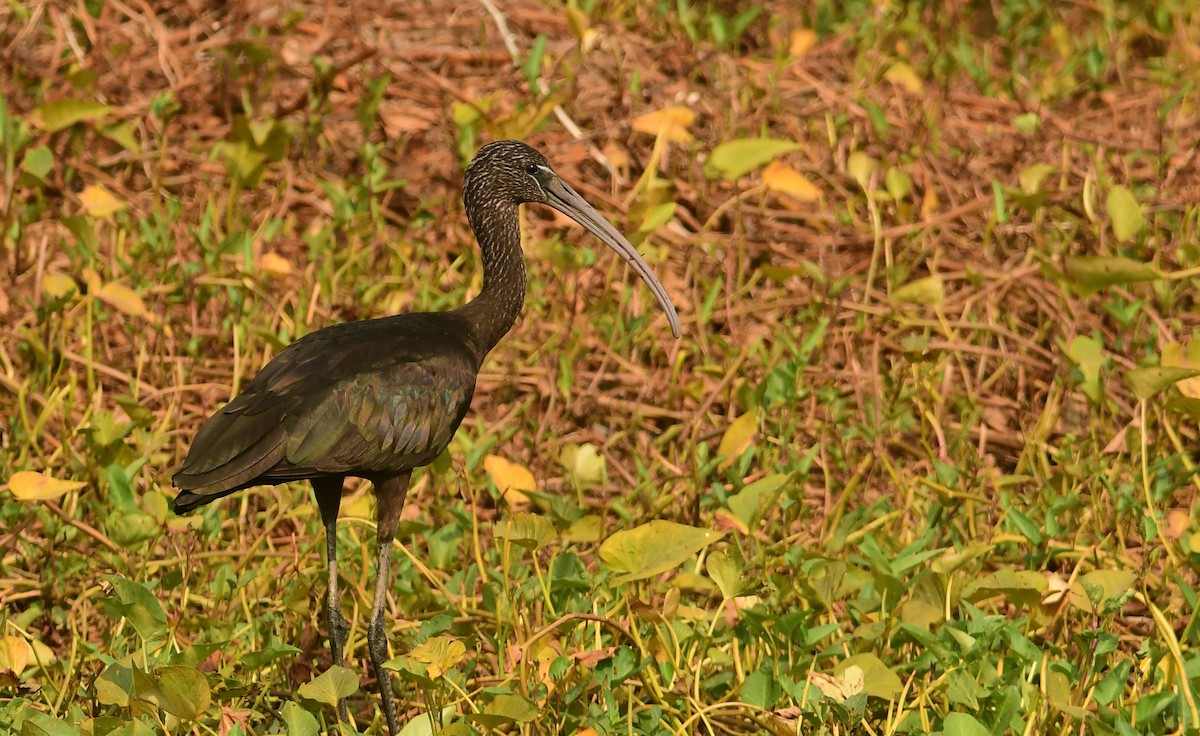 Glossy Ibis - Ravindran Kamatchi
