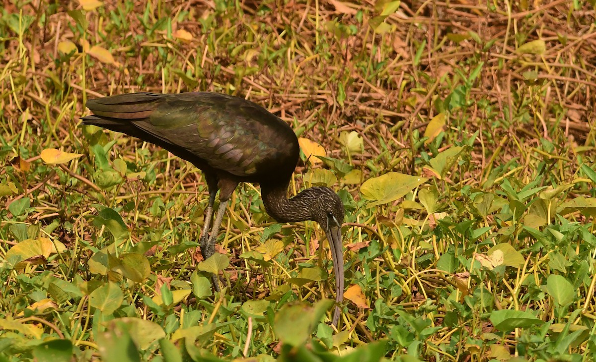 Mignattaio - ML616977092