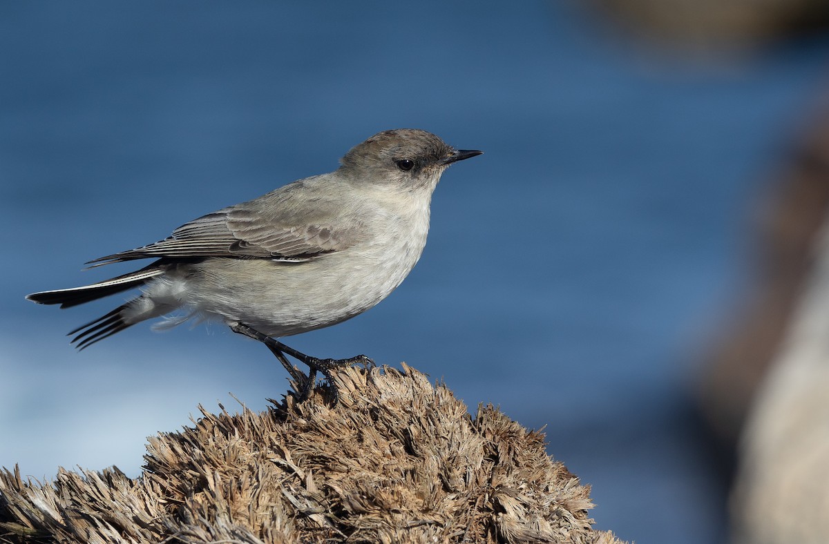 Dark-faced Ground-Tyrant (maclovianus) - Santiago Imberti