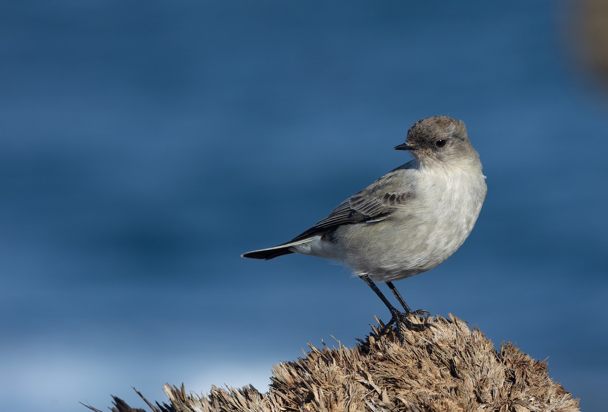 Dark-faced Ground-Tyrant (maclovianus) - Santiago Imberti