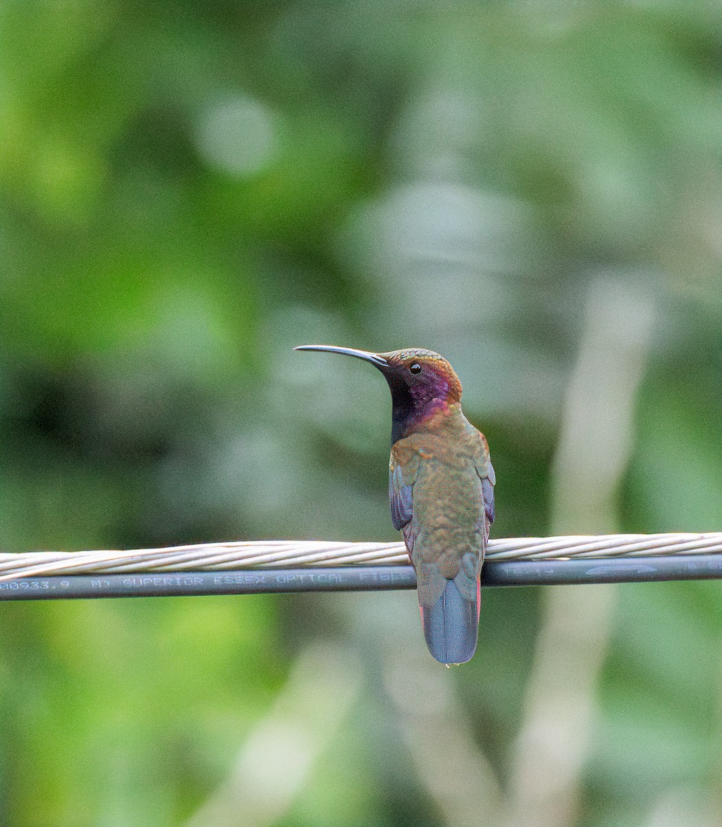 kolibřík jamajský - ML616977113