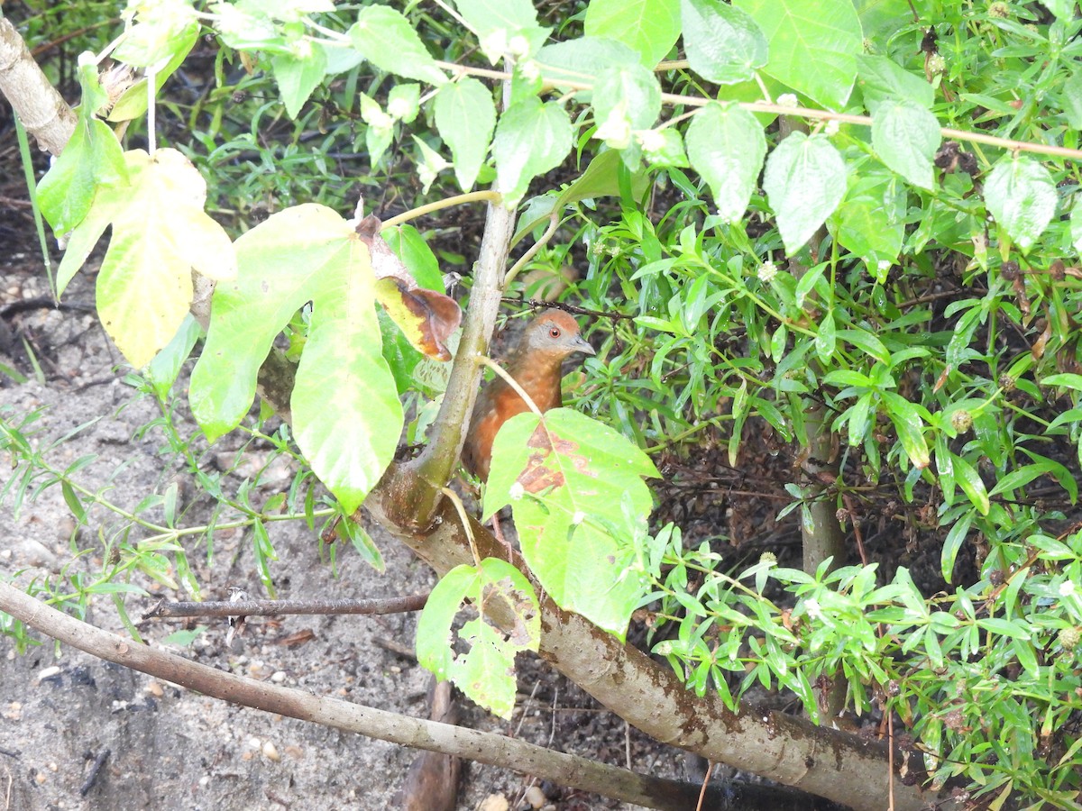 Russet-crowned Crake - ML616977127