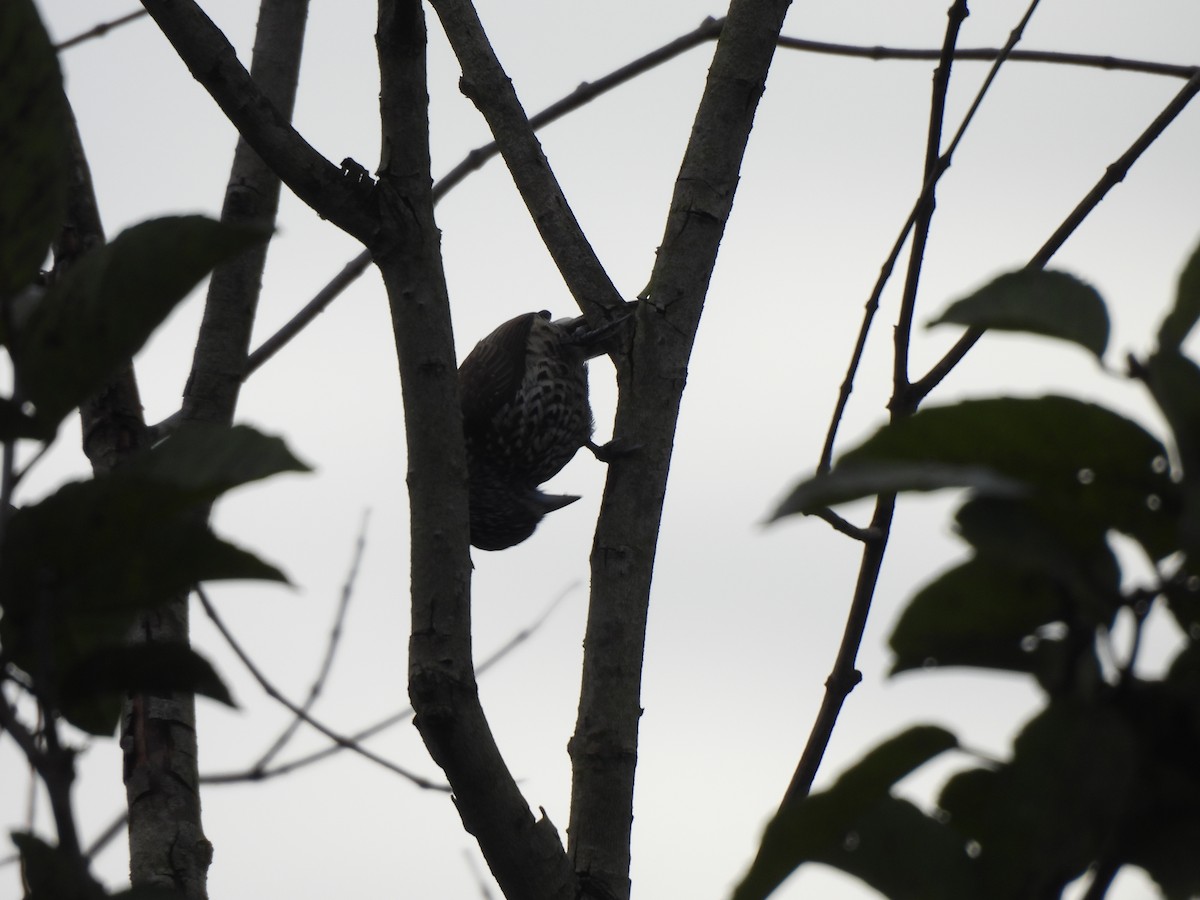 White-wedged Piculet - Iza Alencar