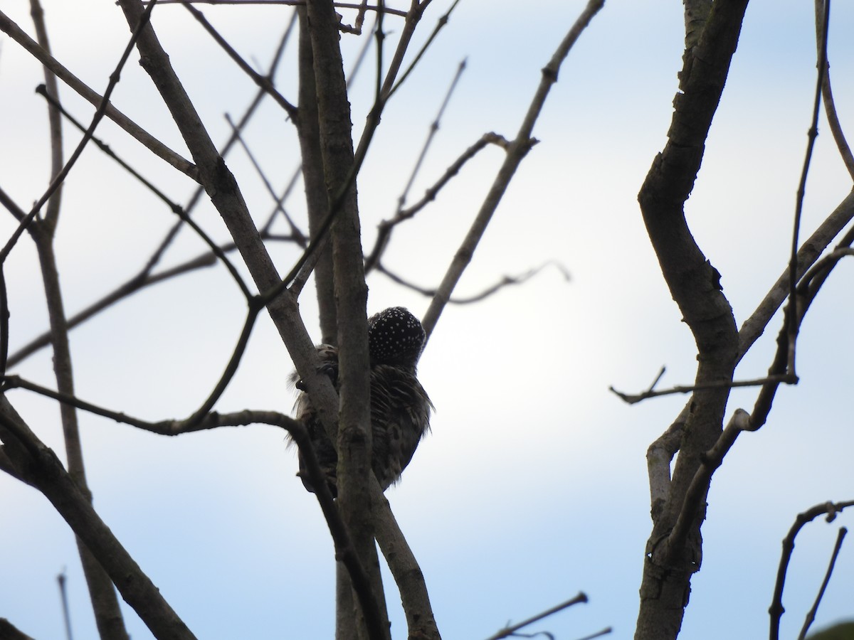 White-wedged Piculet - ML616977139