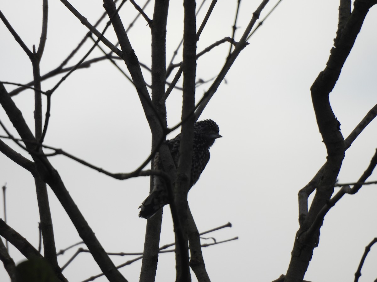 White-wedged Piculet - ML616977140