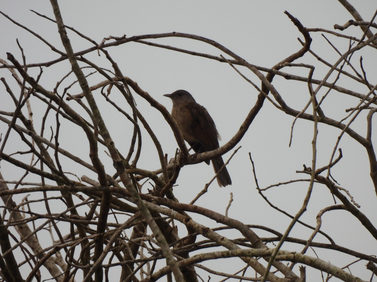 Pale-breasted Thrush - ML616977165