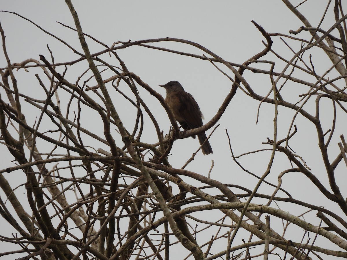 Pale-breasted Thrush - ML616977166