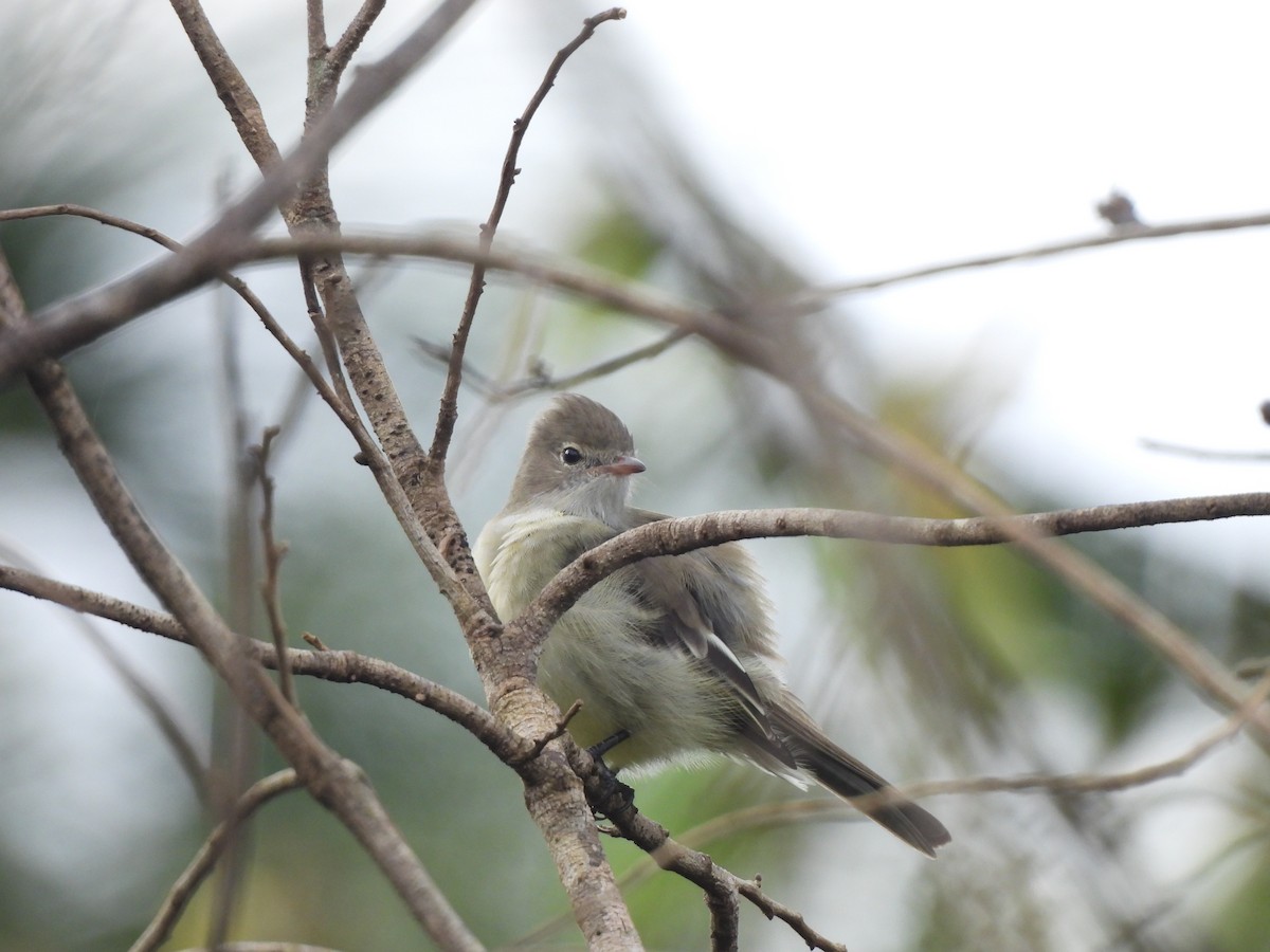 Élénie à cimier blanc (chilensis) - ML616977208