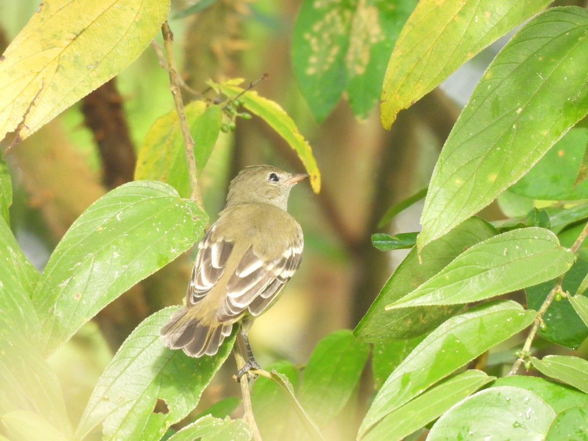 White-crested Elaenia (Chilean) - ML616977209