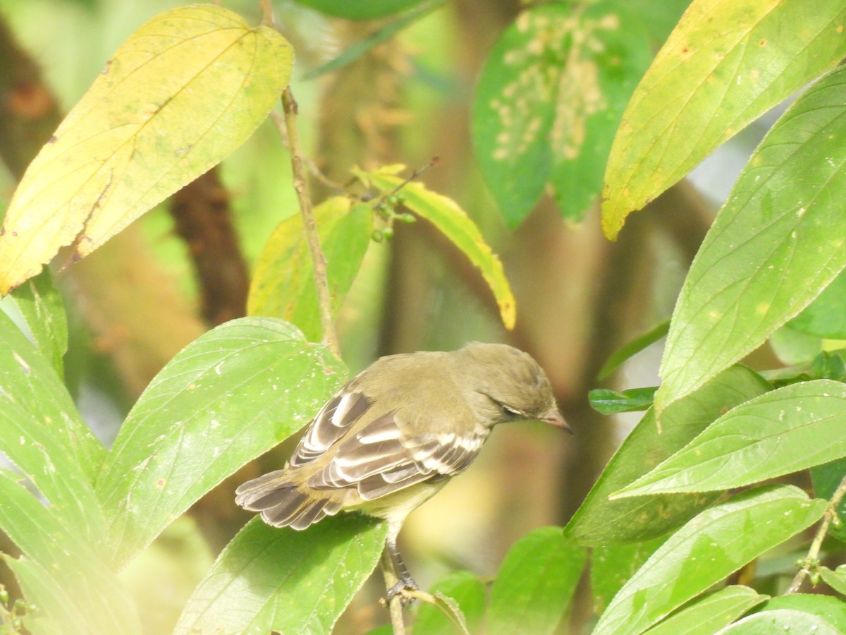 White-crested Elaenia (Chilean) - ML616977210