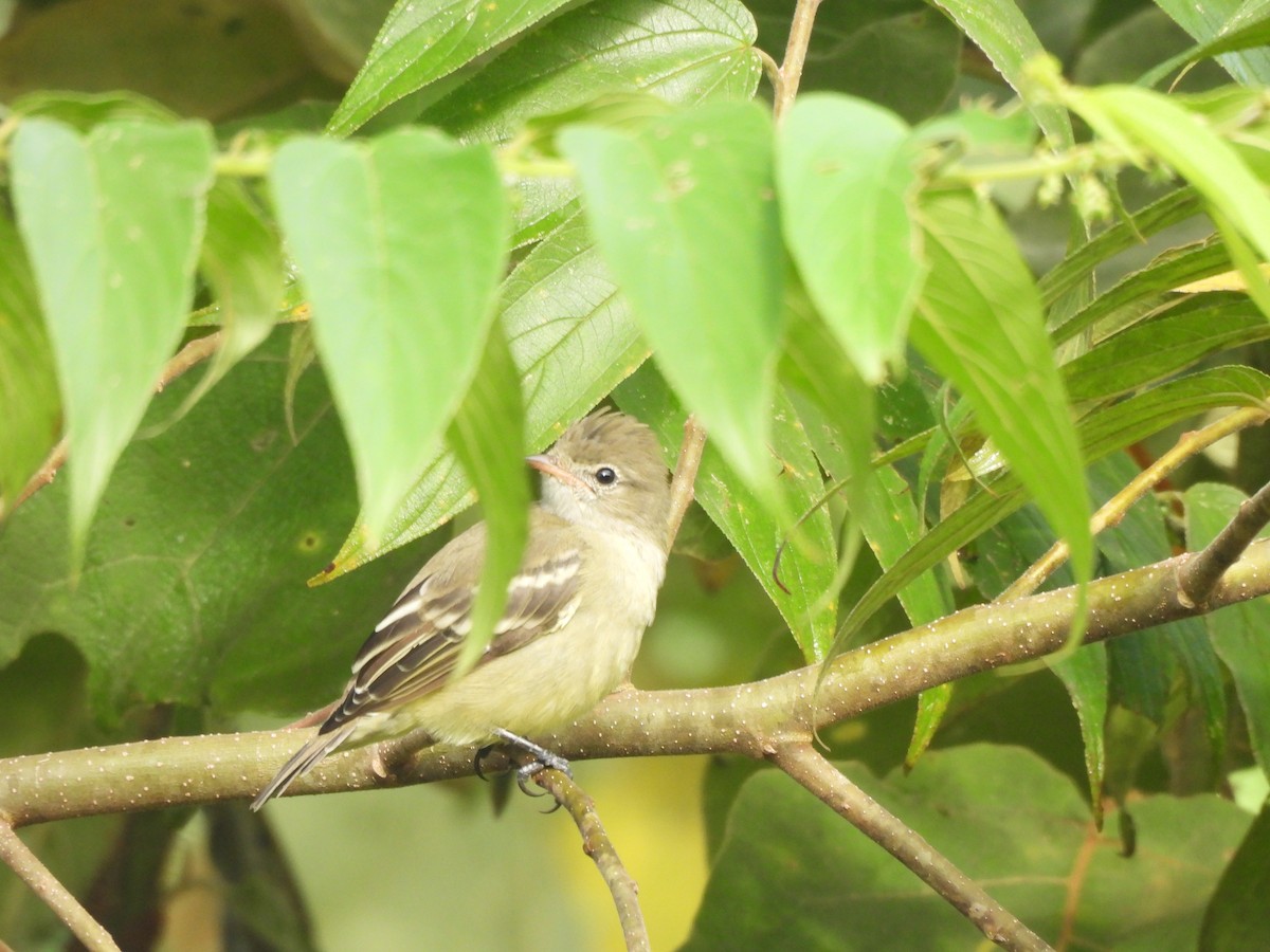 White-crested Elaenia (Chilean) - ML616977211