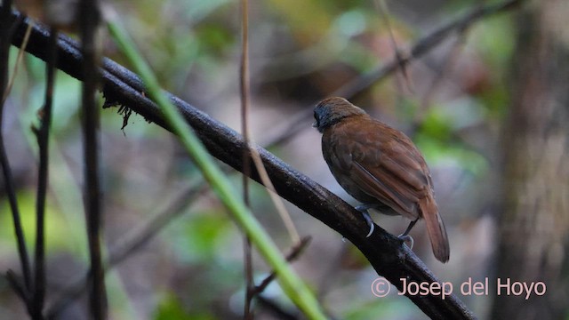 Bicolored Antbird - ML616977212