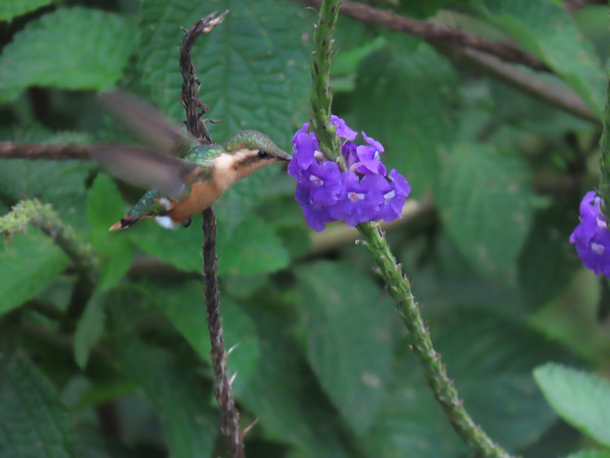 Colibri bourdon - ML616977217