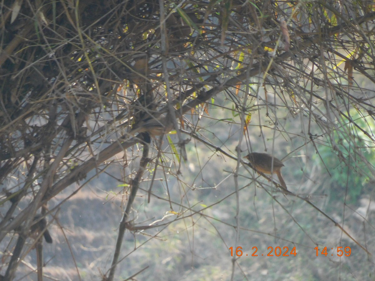 Jungle Babbler - Sushant Pawar