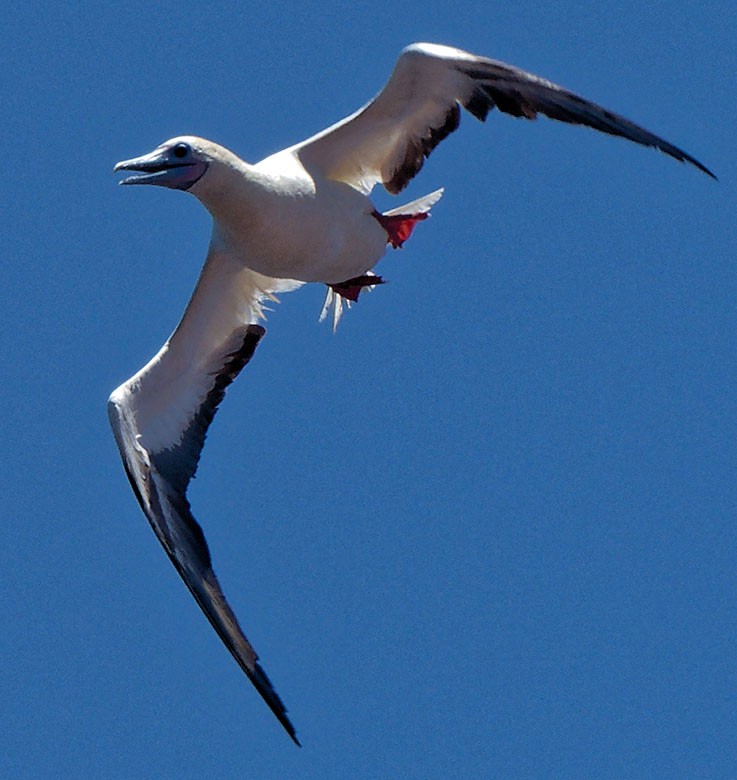 Red-footed Booby - ML616977243