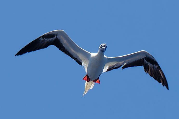 Red-footed Booby - ML616977244