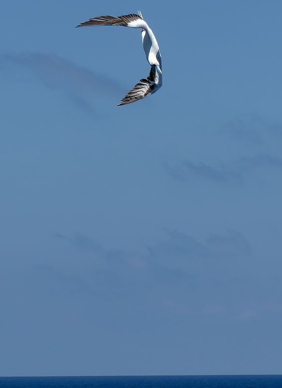 Red-footed Booby - ML616977245