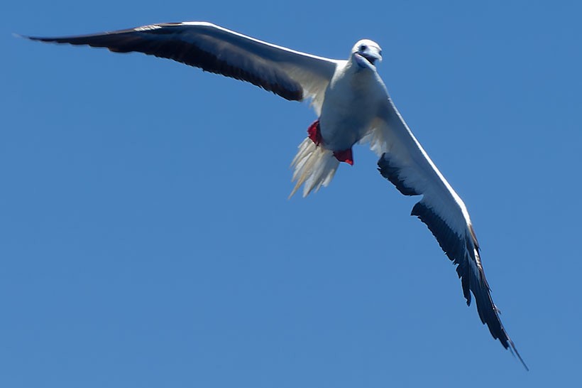 Red-footed Booby - ML616977246