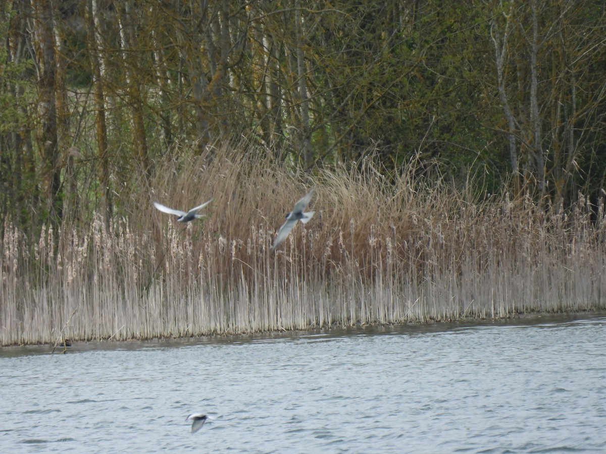 Whiskered Tern - ML616977272