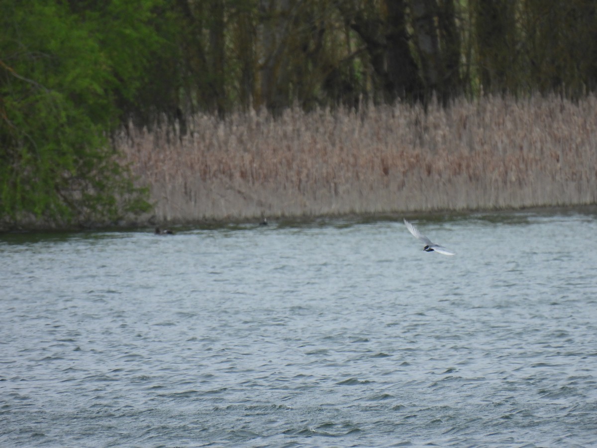 Whiskered Tern - ML616977274