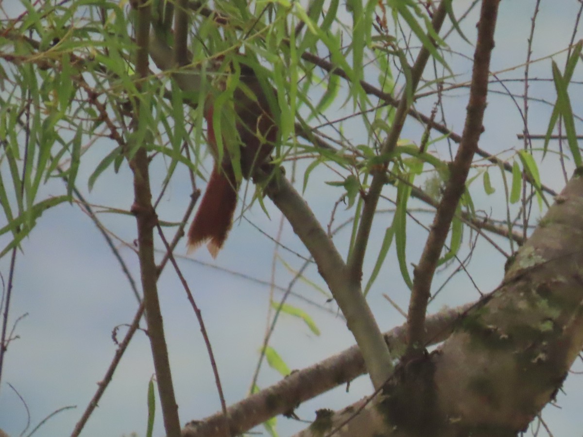 Line-cheeked Spinetail - Katherine Holland