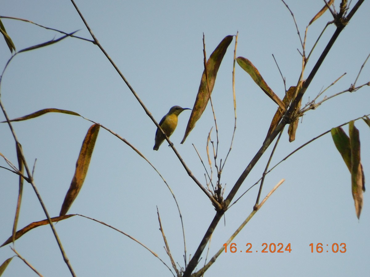 Indiennektarvogel - ML616977321