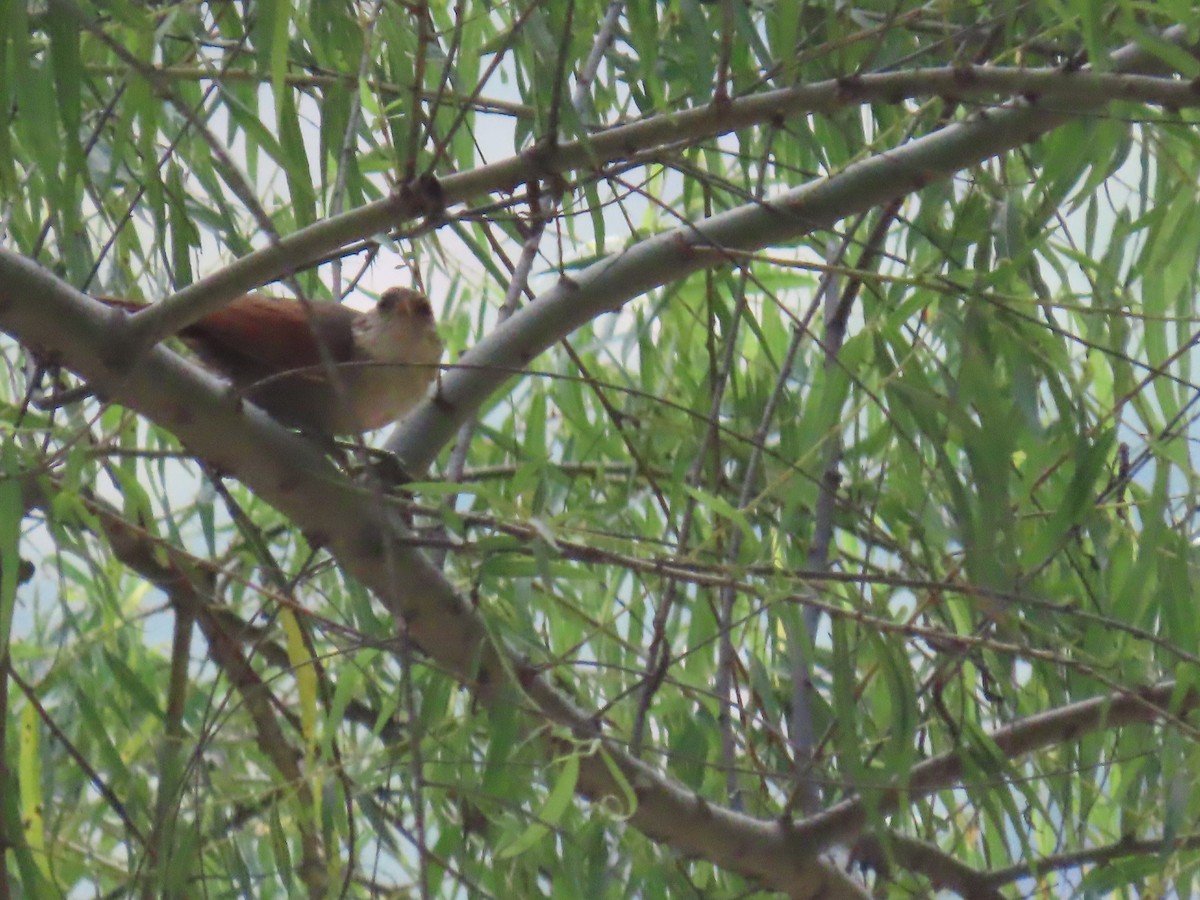 Line-cheeked Spinetail - ML616977325