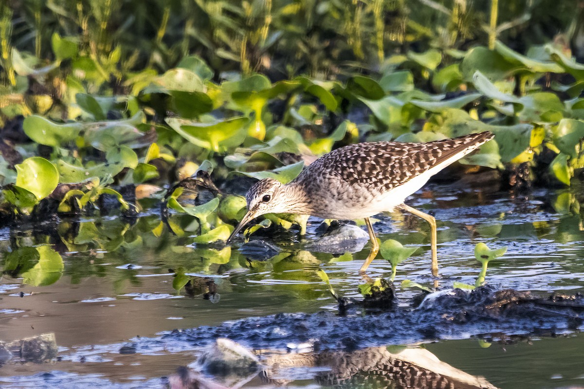 Bruchwasserläufer - ML616977349