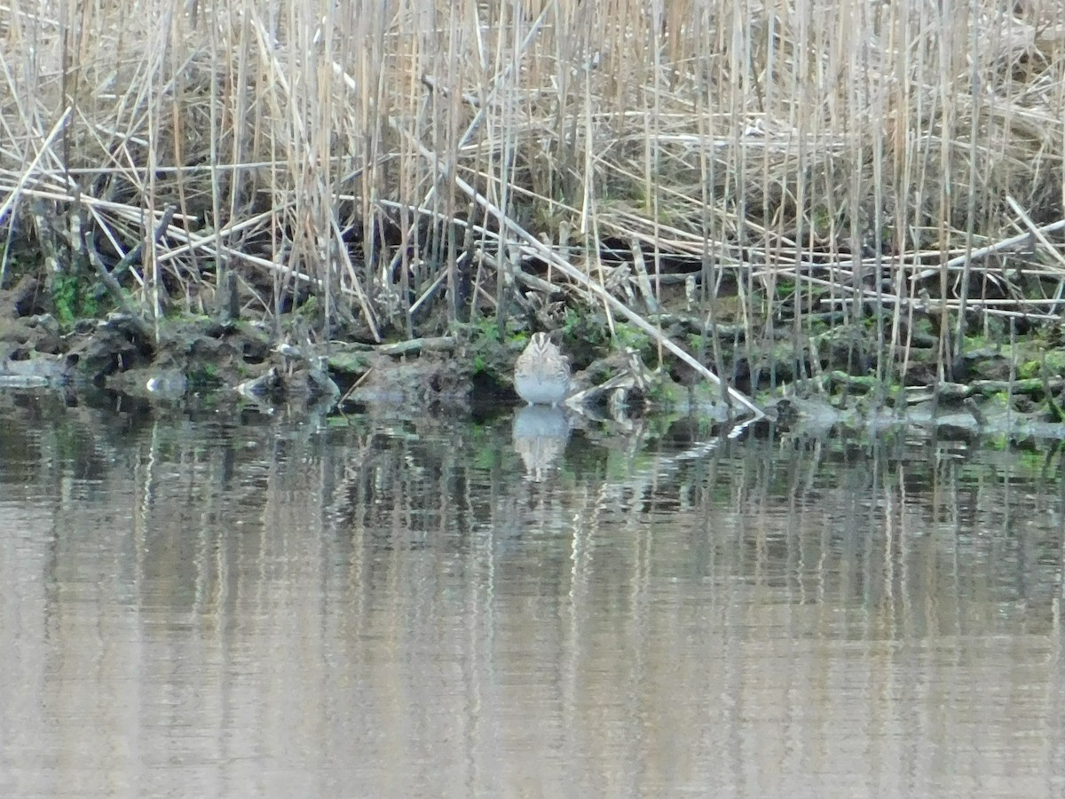 Wilson's Snipe - ML616977380