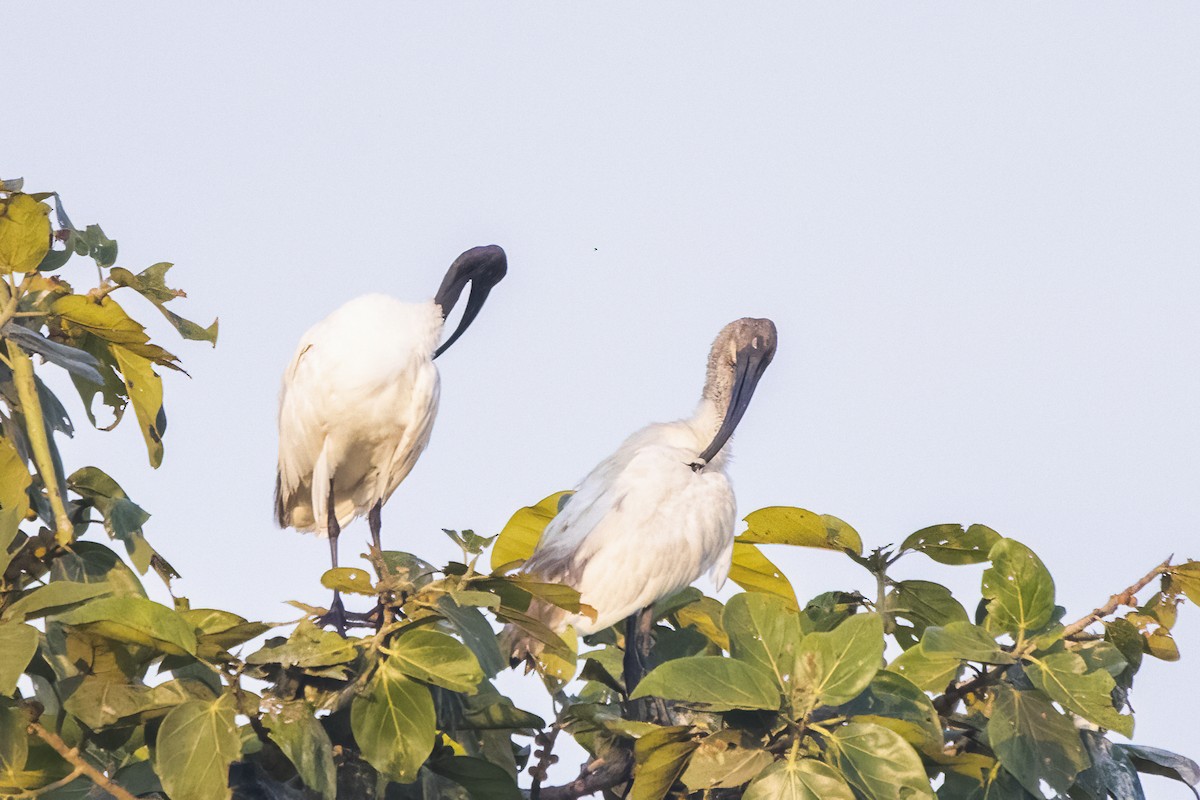 ibis černohlavý - ML616977381