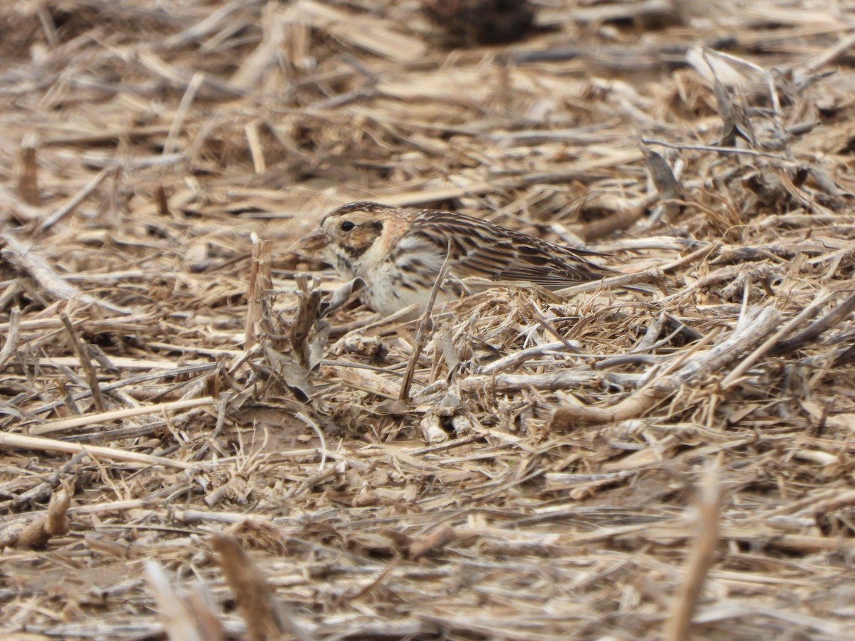 Lapland Longspur - ML616977382