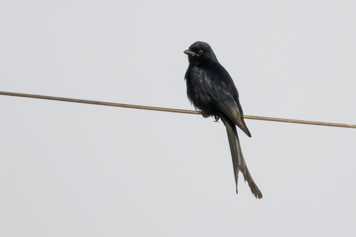 Black Drongo - ML616977393